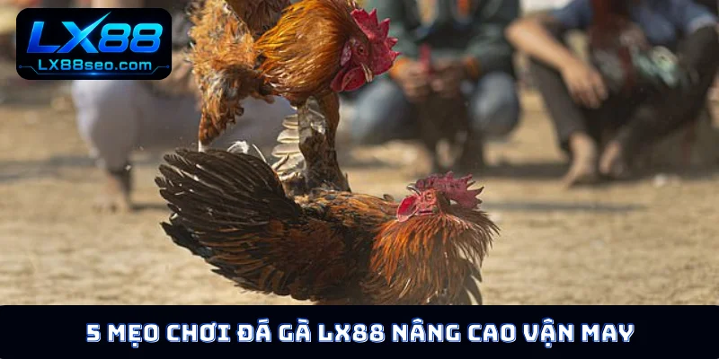 5 mẹo chơi đá gà LX88 nâng cao vận may